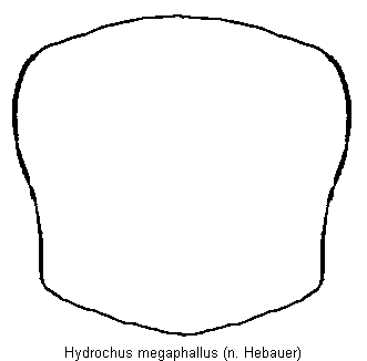 hydrochus_megaphallus_hsch.gif