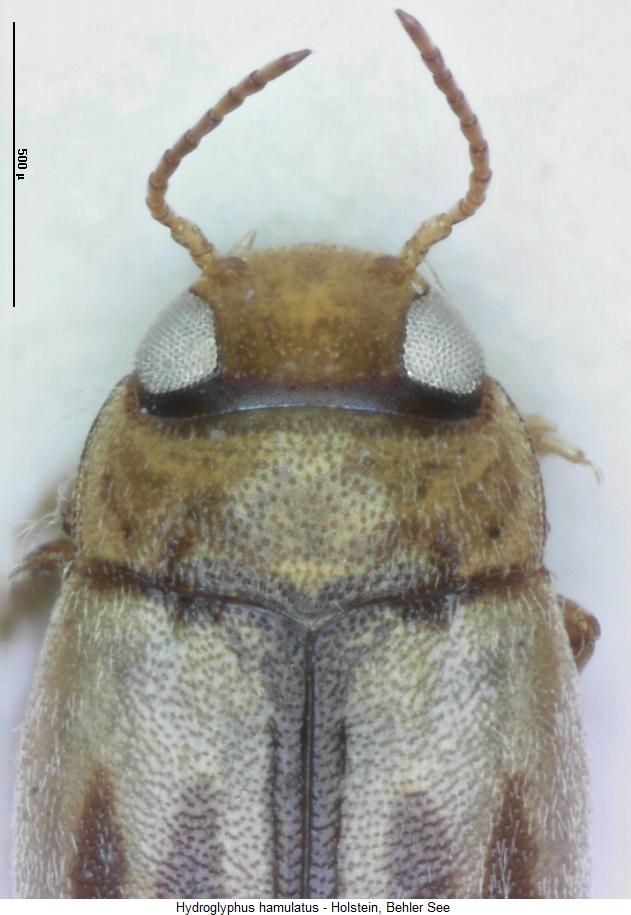 hydroglyphus_hamulatus_vk.jpg