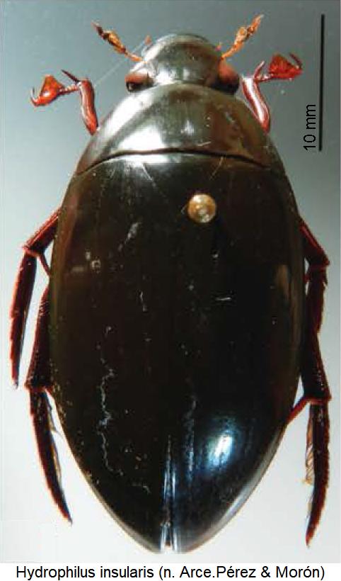 hydrophilus_insularis_hab.jpg