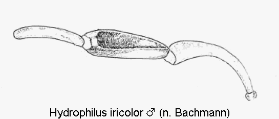hydrophilus_iricolor_m_ts.gif