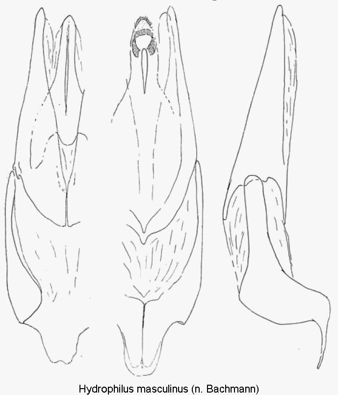 hydrophilus_masculinus.gif