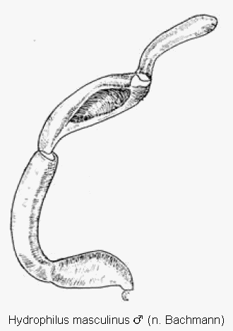 hydrophilus_masculinus_m_ts.gif