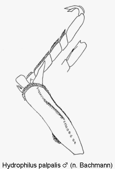 hydrophilus_palpalis_m_vtr.gif
