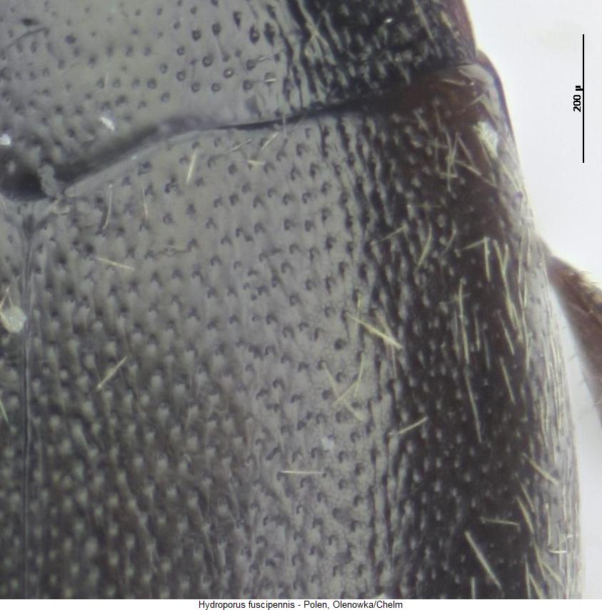 hydroporus_fuscipennis_fld.jpg