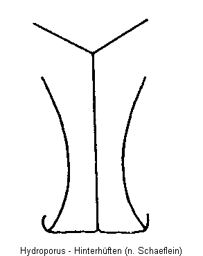 hydroporus_hh.gif