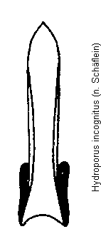 hydroporus_incognitus.gif