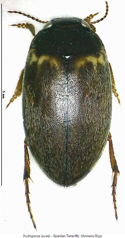 hydroporus_lucasi_hab.jpg