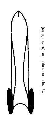 hydroporus_marginatus.gif