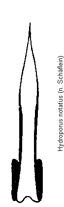 hydroporus_notatus.gif