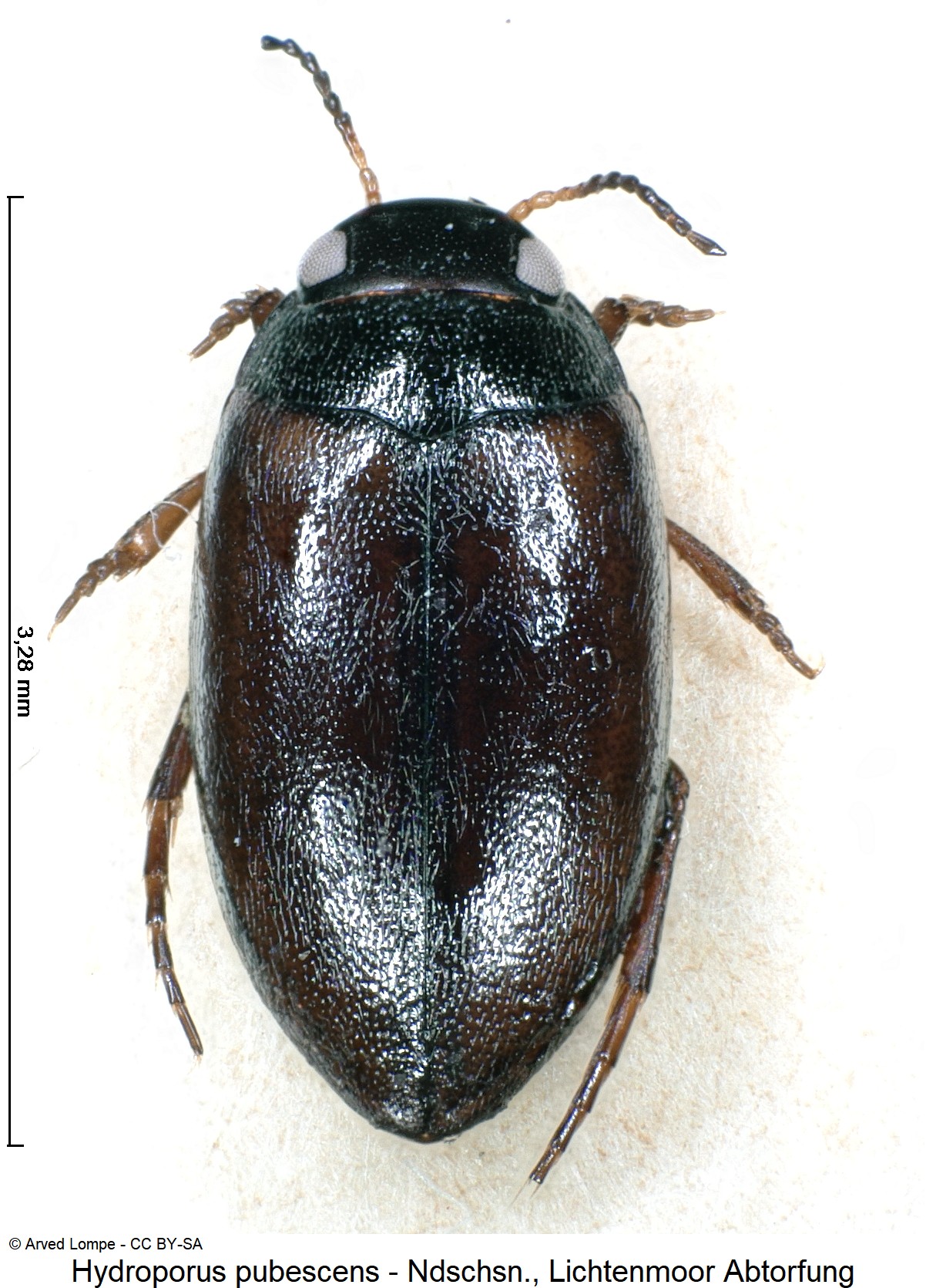 hydroporus_pubescens_hab.jpg