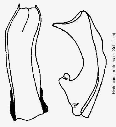hydroporus_rufifrons.gif