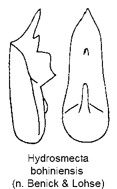 hydrosmecta_bohiniensis.gif
