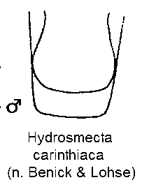 hydrosmecta_carinthiaca_ster.gif