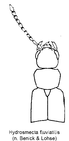 hydrosmecta_fluviatilis_vk.gif