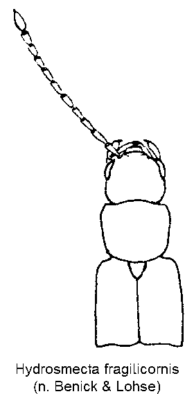 hydrosmecta_fragilicornis_vk.gif