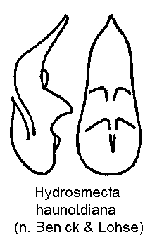 hydrosmecta_haunoldiana.gif