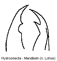 hydrosmecta_mandibel.gif