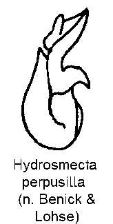 hydrosmecta_perpusilla.gif