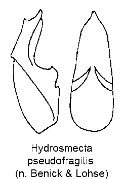 hydrosmecta_pseudofragilis.gif