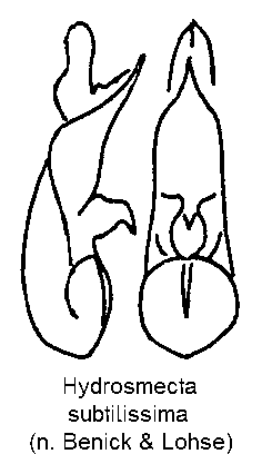 hydrosmecta_subtilissima.gif
