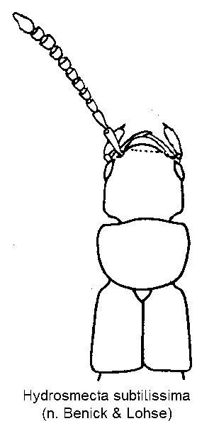 hydrosmecta_subtilissima_vk.gif