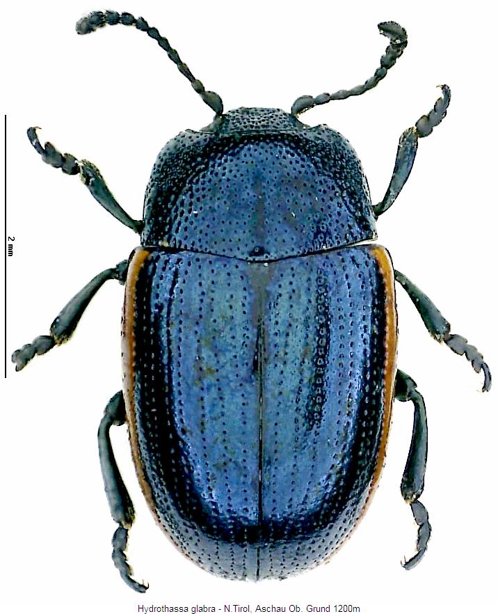 hydrothassa_glabra_hab.jpg