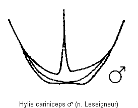 hylis_cariniceps_hlb.gif