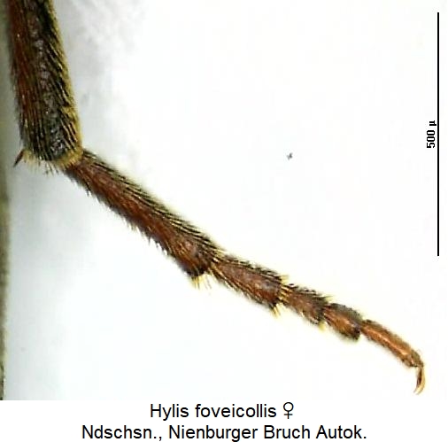 hylis_foveicollis_hb.jpg