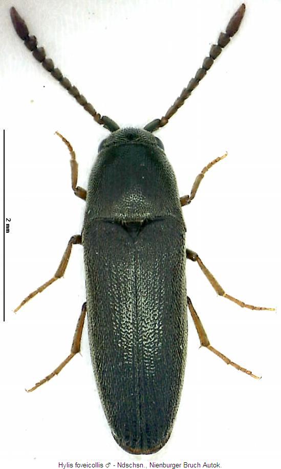 hylis_foveicollis_m_hab.jpg