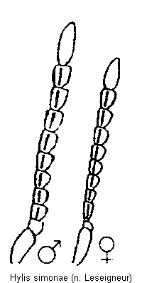 hylis_simonae_f.gif