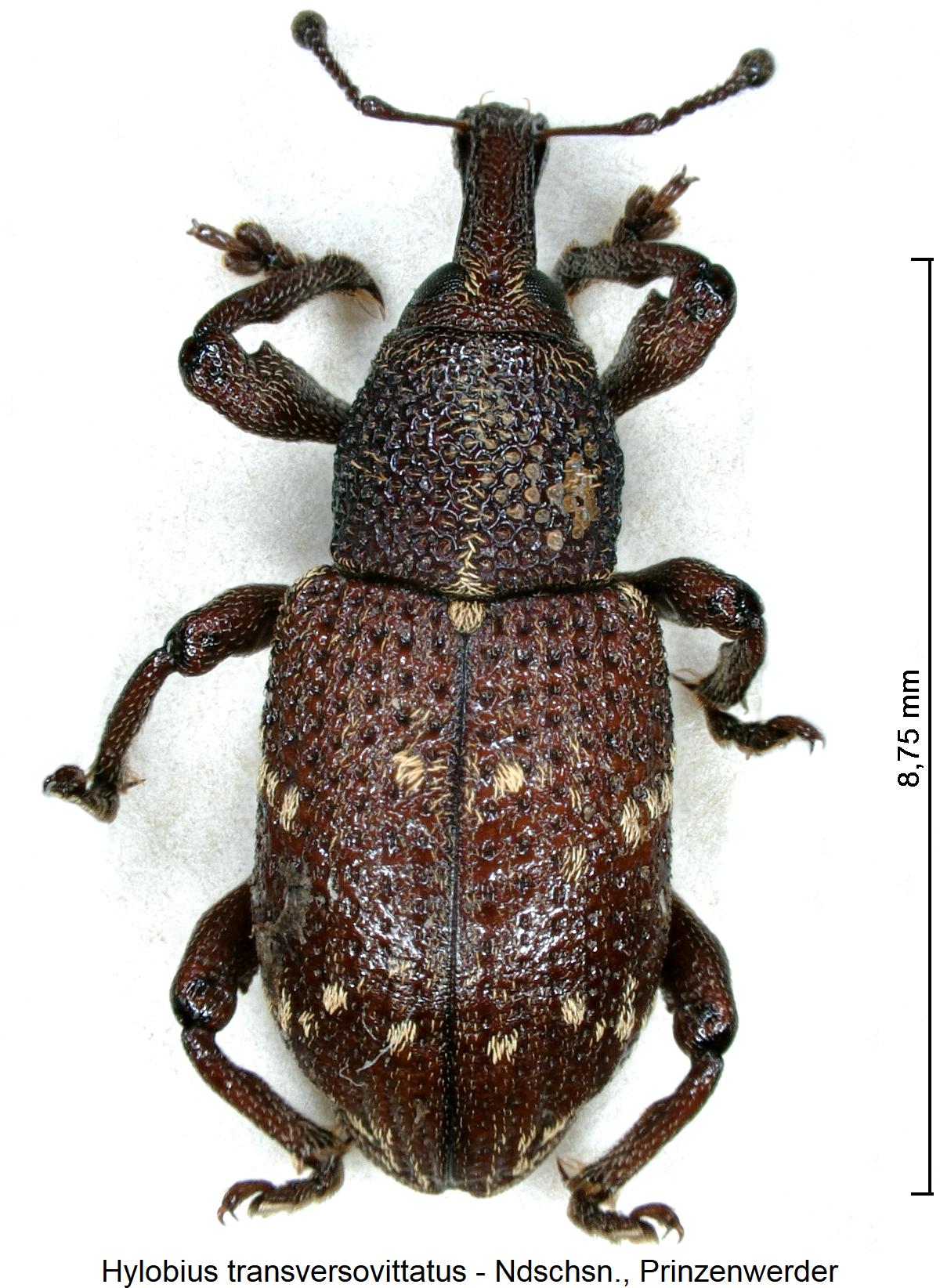 hylobius_transversovittatus_hab1.jpg