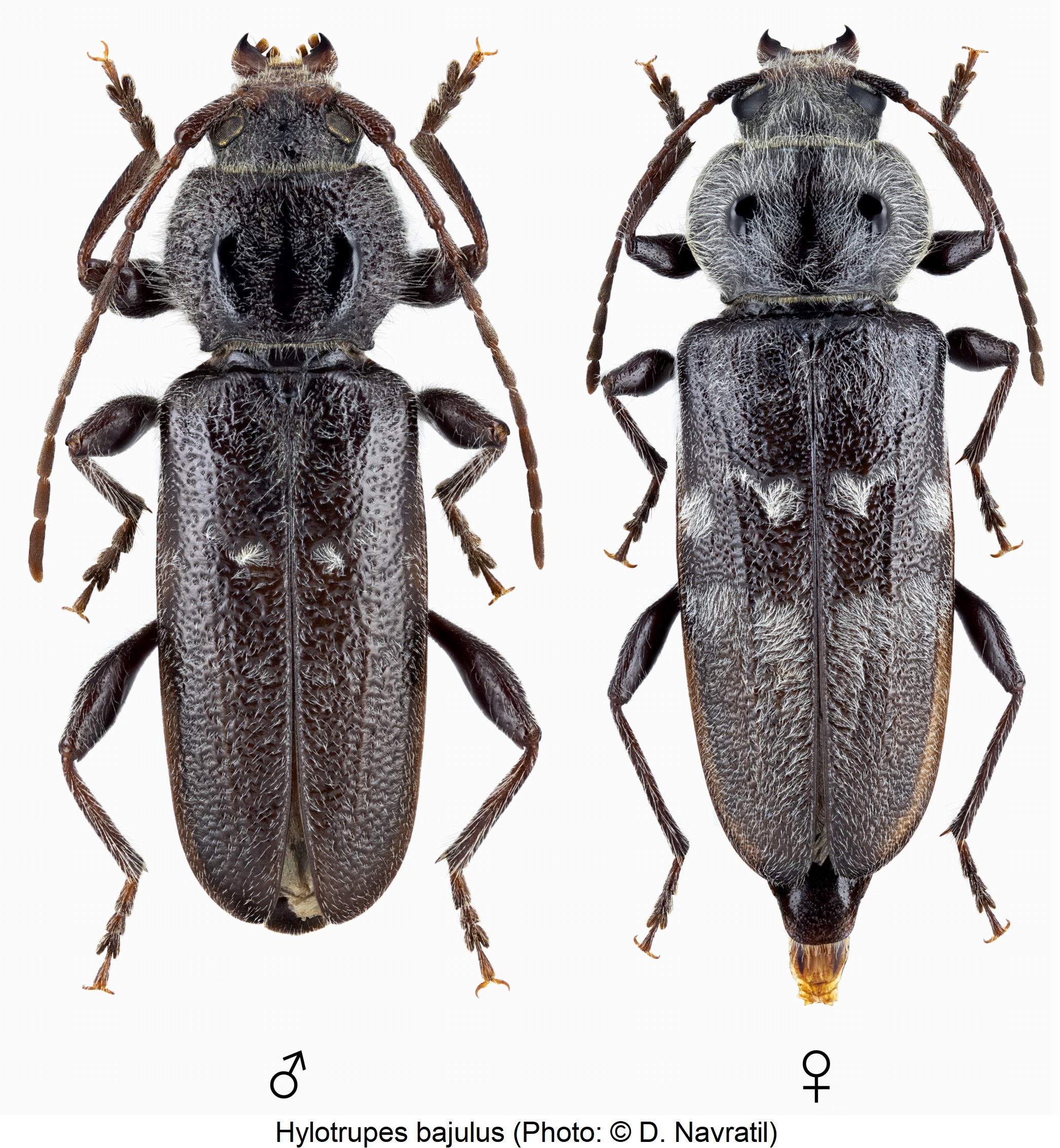 hylotrupes_bajulus_hab.jpg