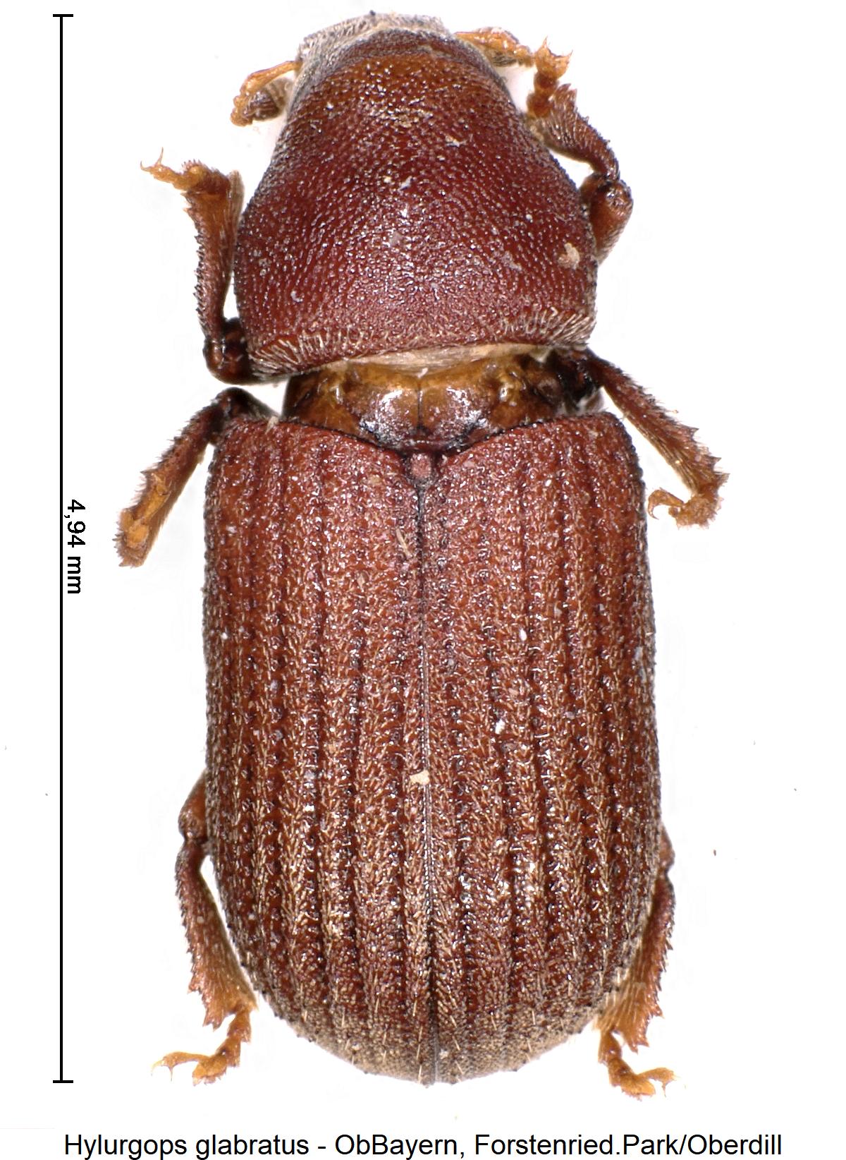 hylurgops_glabratus_hab1.jpg