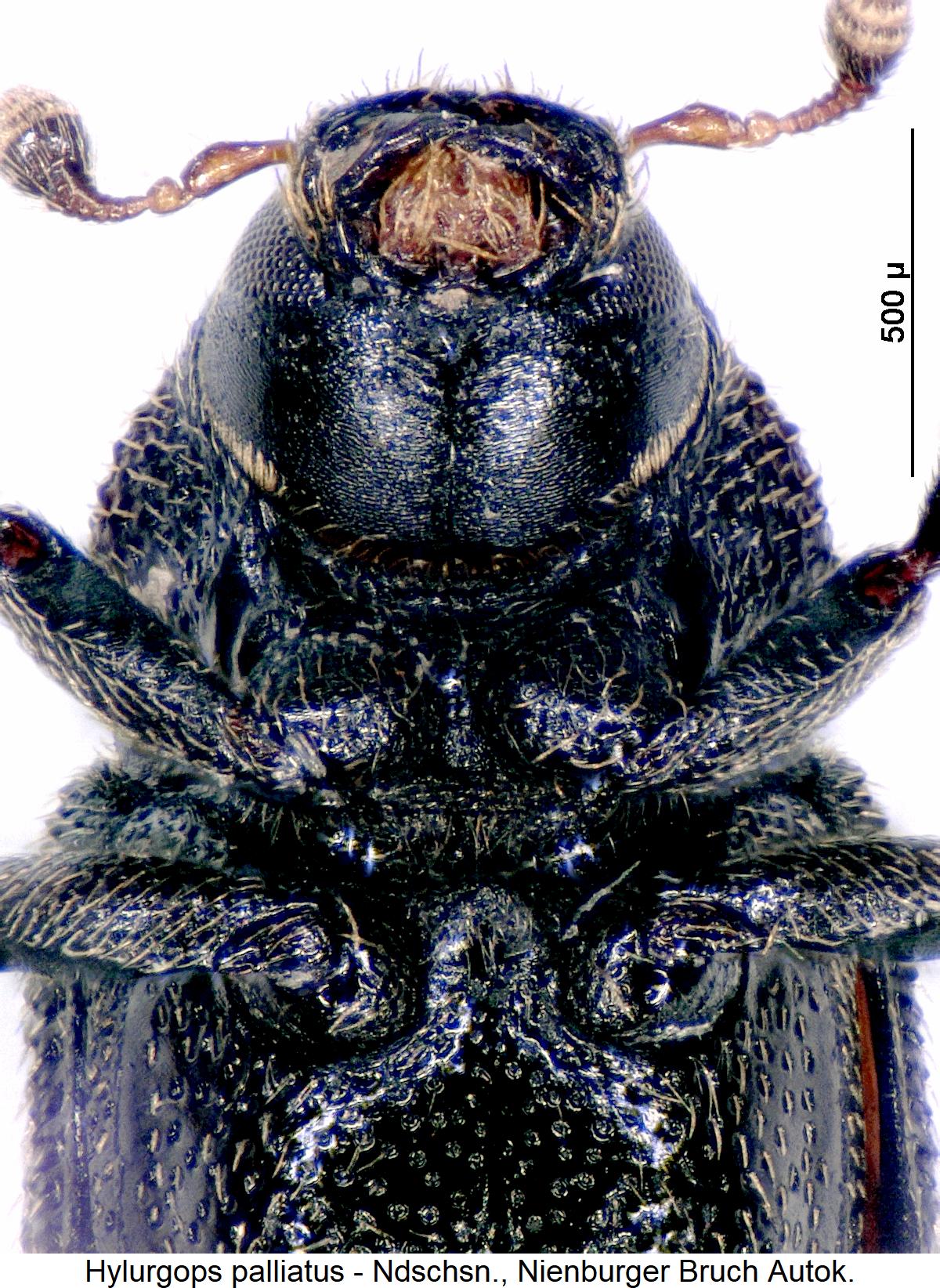 hylurgops_palliatus_us.jpg