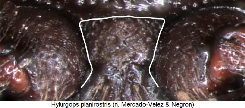 hylurgops_planirostris_mbr.jpg