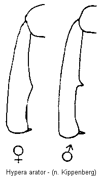hypera_arator_vschn.gif