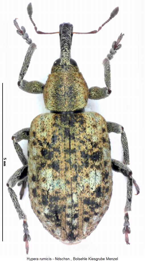 hypera_rumicis_hab.jpg