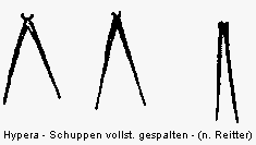 hypera_schuppen-ganz.gif