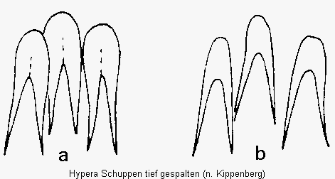 hypera_schuppen-tief.gif