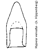 hypera_venusta.gif