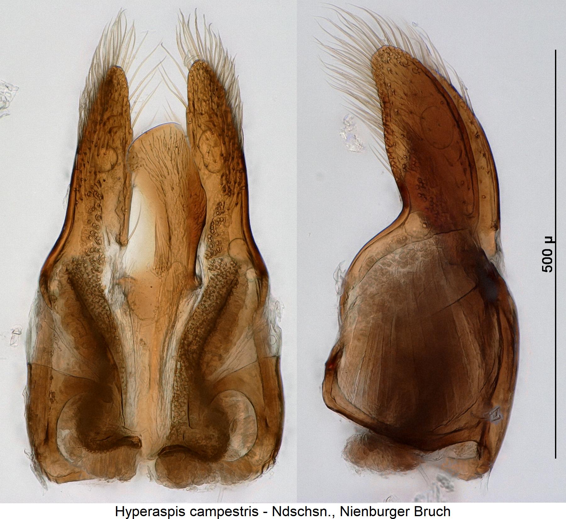 hyperaspis_campestris1.jpg
