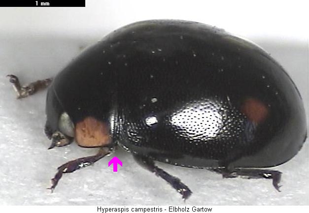 hyperaspis_campestris_hab.jpg