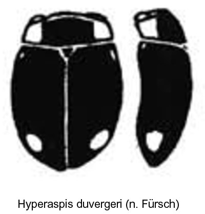 hyperaspis_duvergeri_hab.jpg
