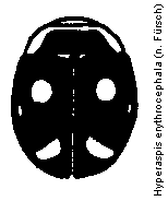 hyperaspis_erythrocephala_hab.gif