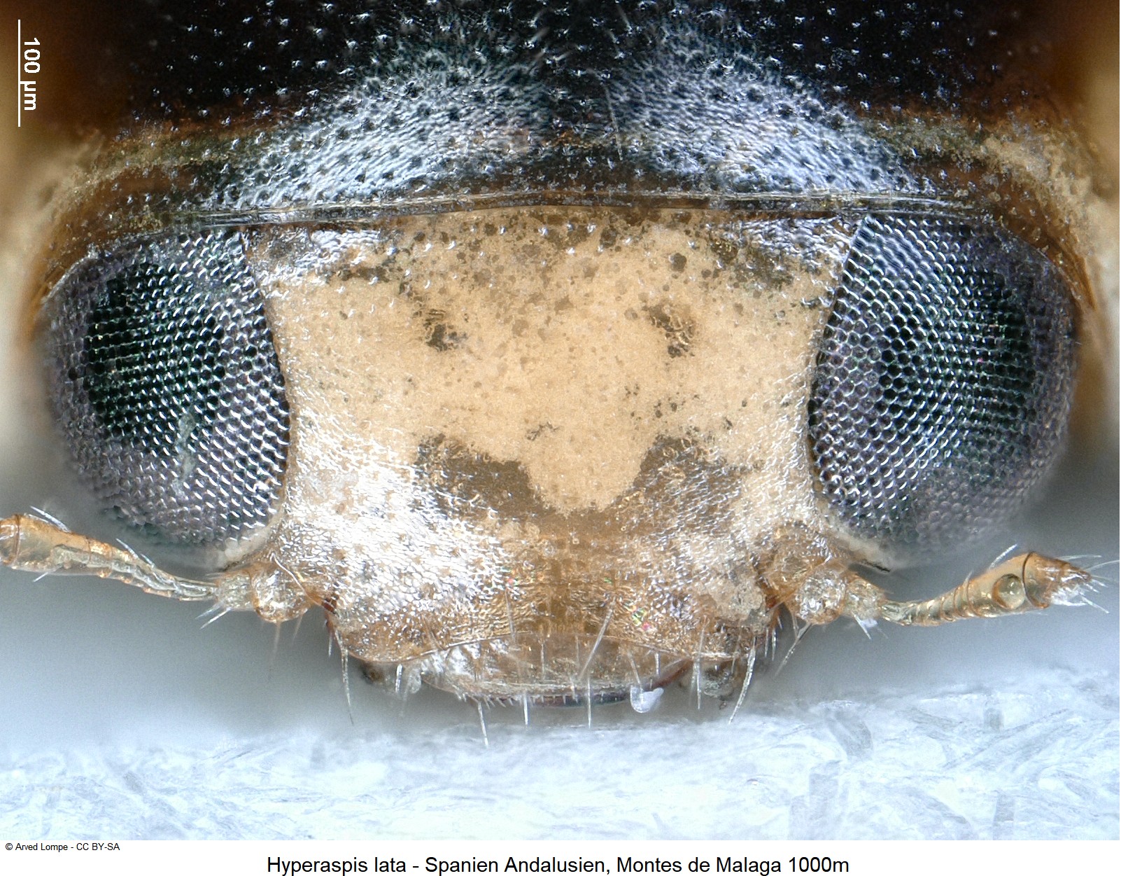 hyperaspis_lata_ck34492210_k.jpg