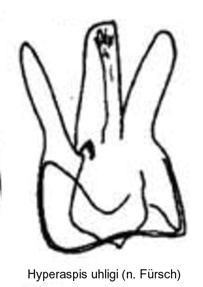 hyperaspis_uhligi_bl.jpg