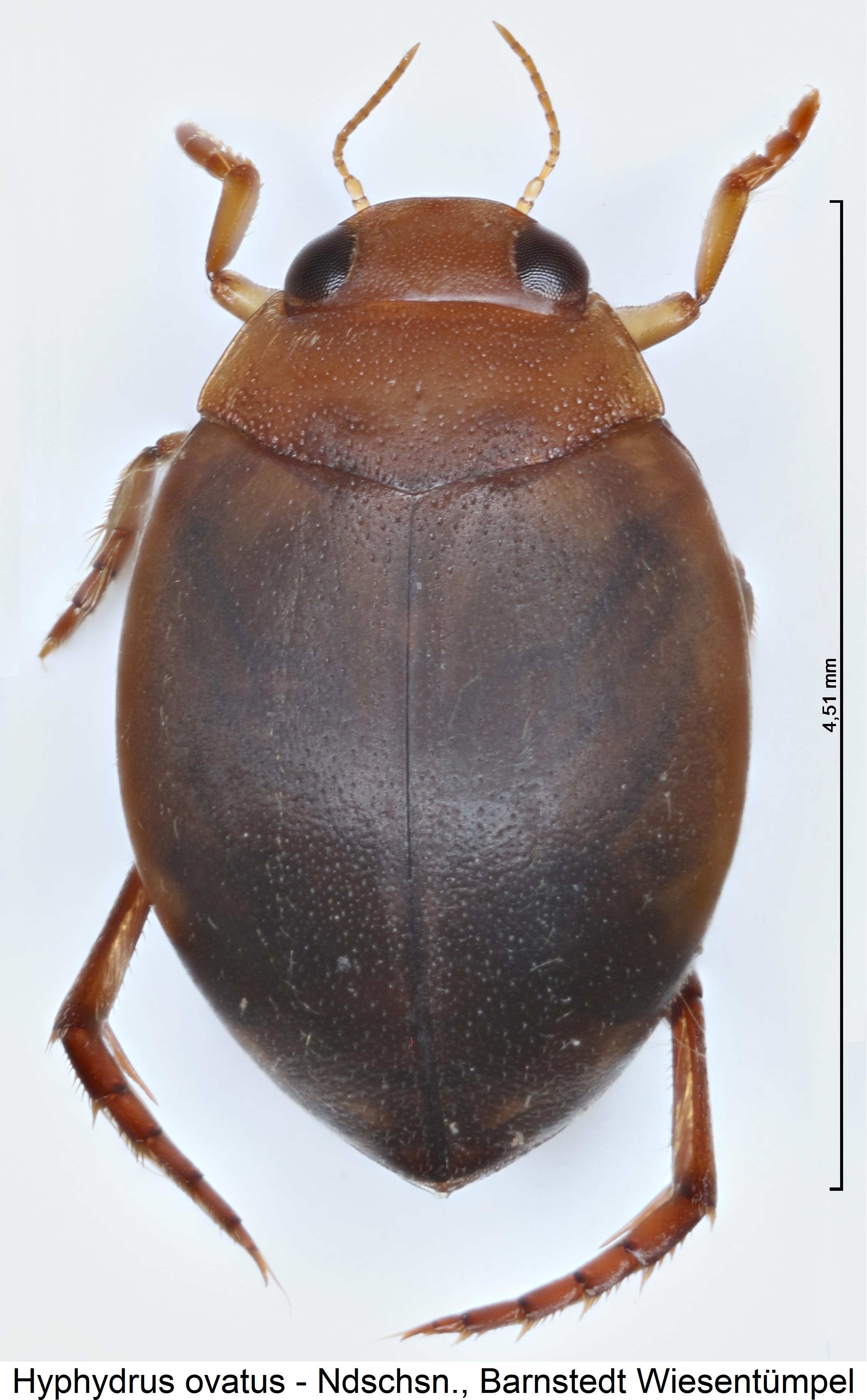 hyphydrus_ovatus_hab1.jpg