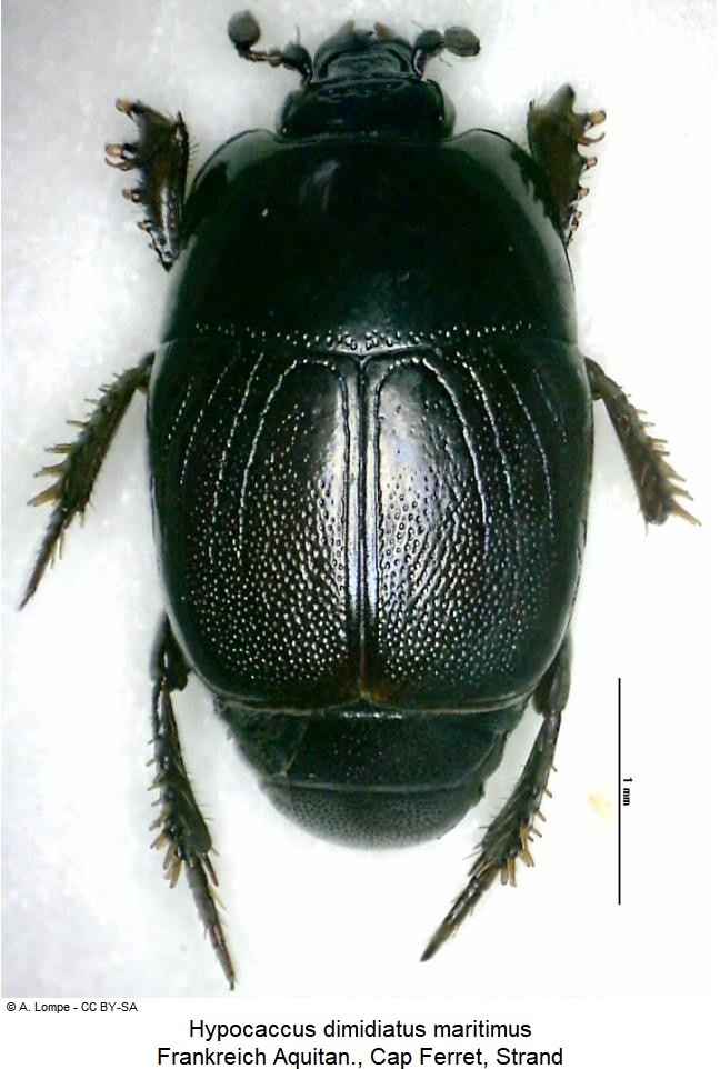 hypocaccus_maritimus_hab.jpg
