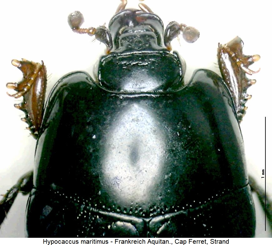 hypocaccus_maritimus_vk.jpg