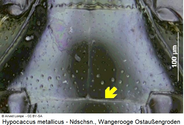 hypocaccus_metallicus_hbr.jpg